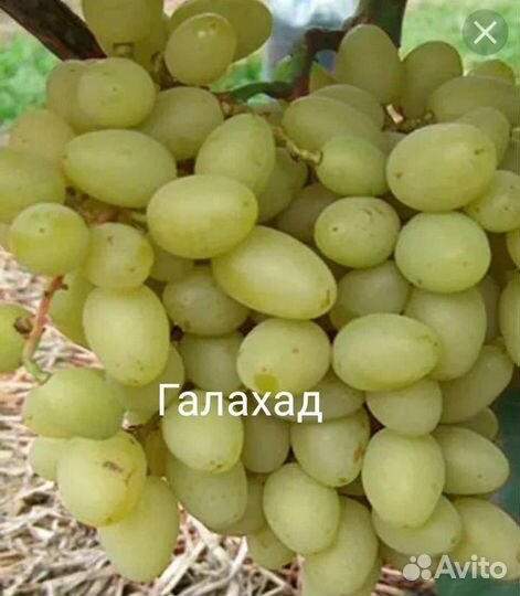 Саженцы винограда