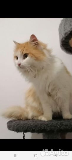 Котик бесплатно