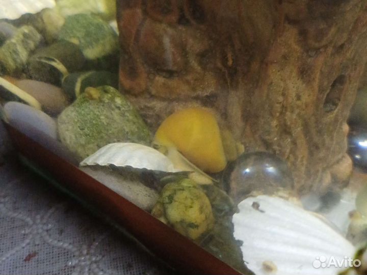 Улитки аквариумные ампулярии