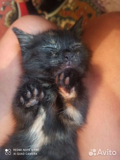 Кошка в дар