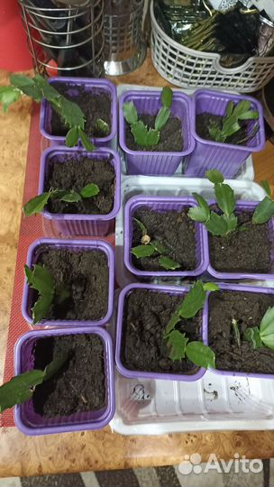 Декабрист Шлюмберга