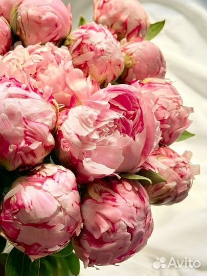 Цветы пионы