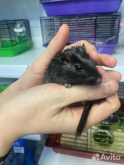 Монгольские песчанки