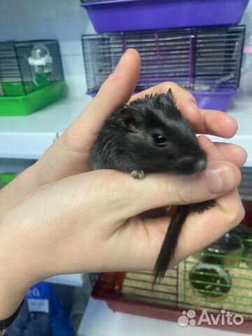 Монгольские песчанки