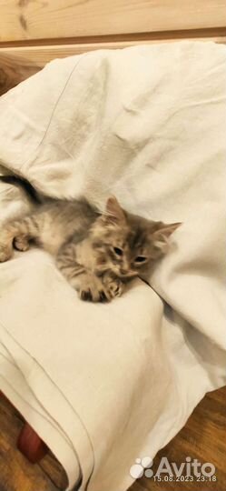 Кошка в дар