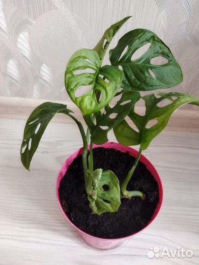 Монстера адансона