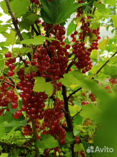 Красная смородина