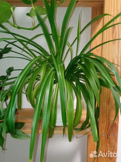 Растения Спатифиллум