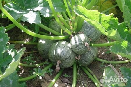 Семена кабачков