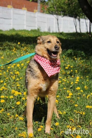 Никто не дарит собаке в приюте любовь