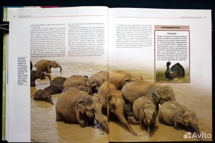 Книга Удивительные способности животных