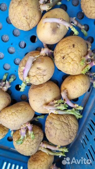 Семенной картофель