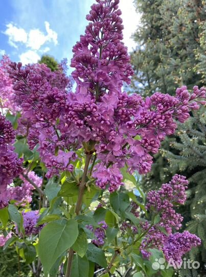 Спирея Японская и Сирень сортовая саженцы