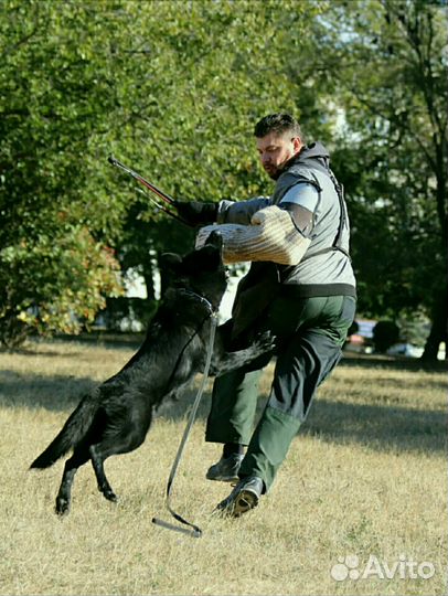 Дрессировка собак