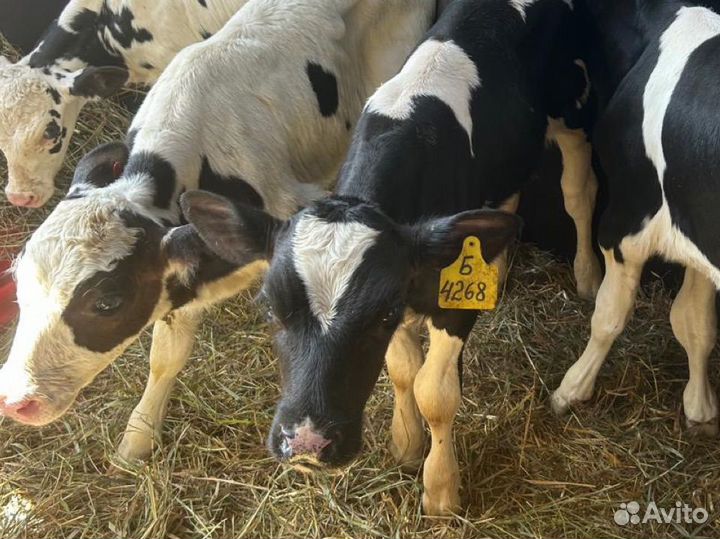 Бычки телята