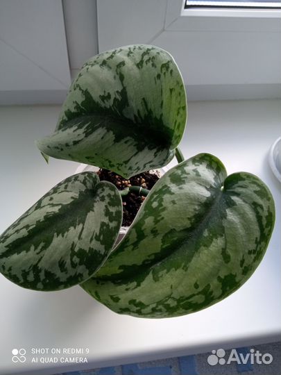 Сциндапсус экзотика