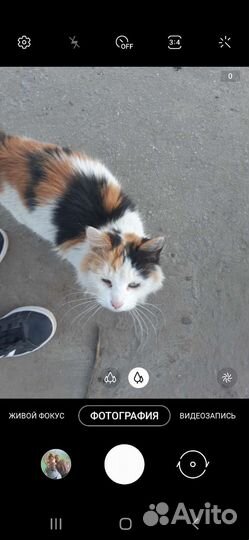 Котенок