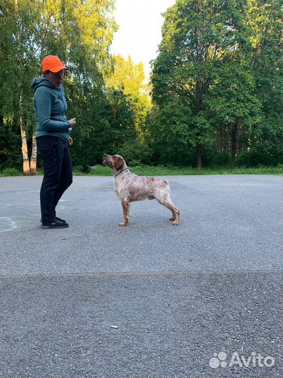 Бретонский эпаньоль