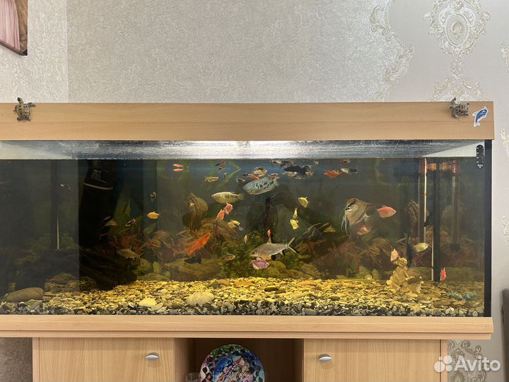 Аквариум с тумбой 240 л