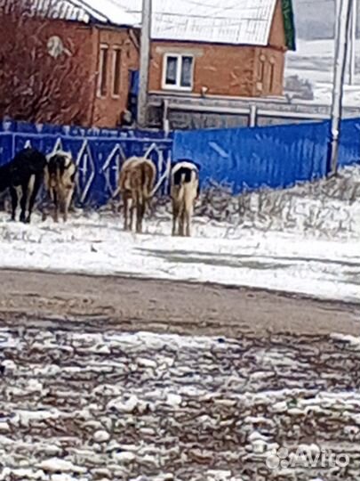 Бычки и телята