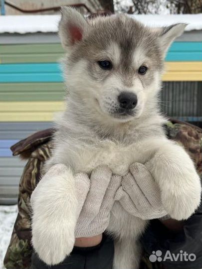 Щенки сибирской хаски девочки