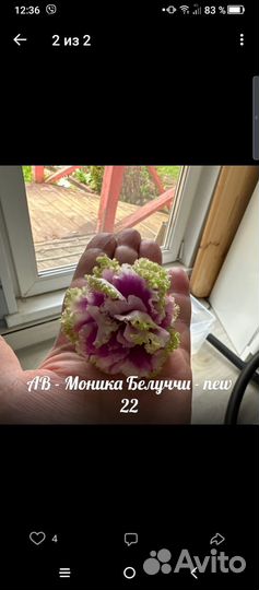 Набор деток-новинок 22 фиалок