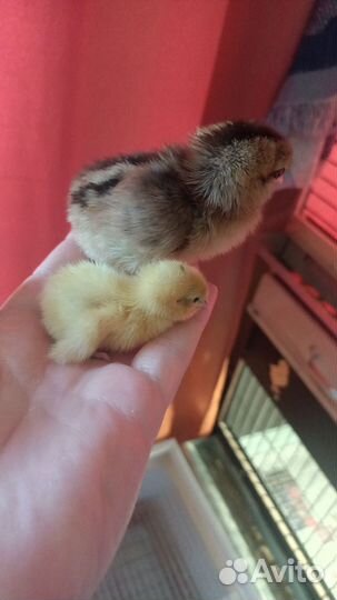 Цыплята, инкубационное яйцо, петухи