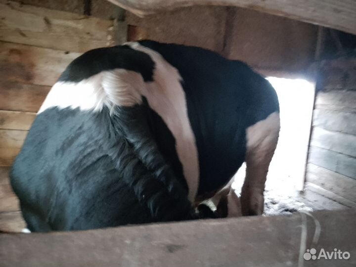 Быки на мясо 1,6г