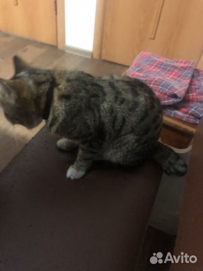 Курильский бобтейл