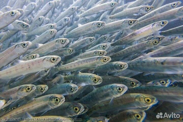 Малек форели