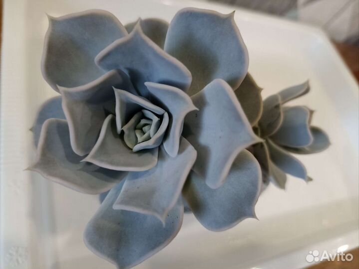 Суккуленты эхеверия