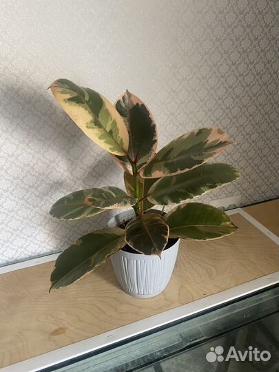 Домашние цветы