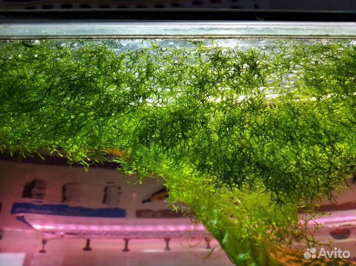 Лимонник, Криптокорина, Роголистник - аквариумные