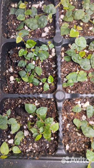 Растения для тропического флорариума