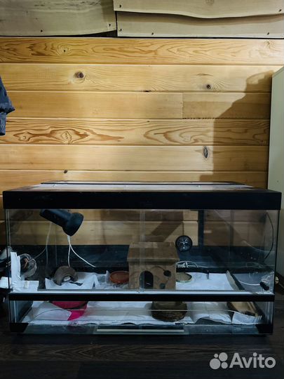 Ящерица эублефар