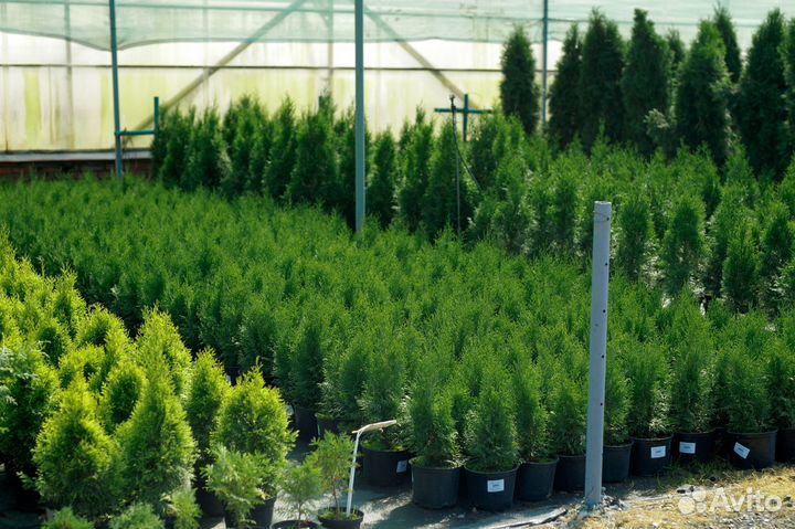 Туя западная Смарагд
