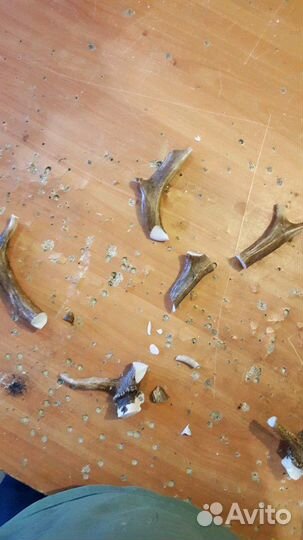 Ремонт и Реставрация Чучел