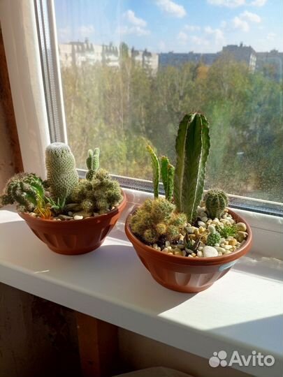 Кактусы и суккуленты