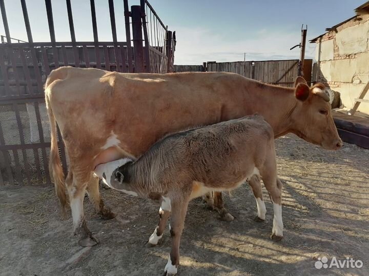 Корова дойная с теленком