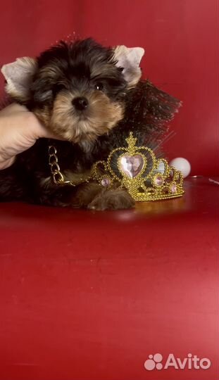 Йоркширский мини кукленок