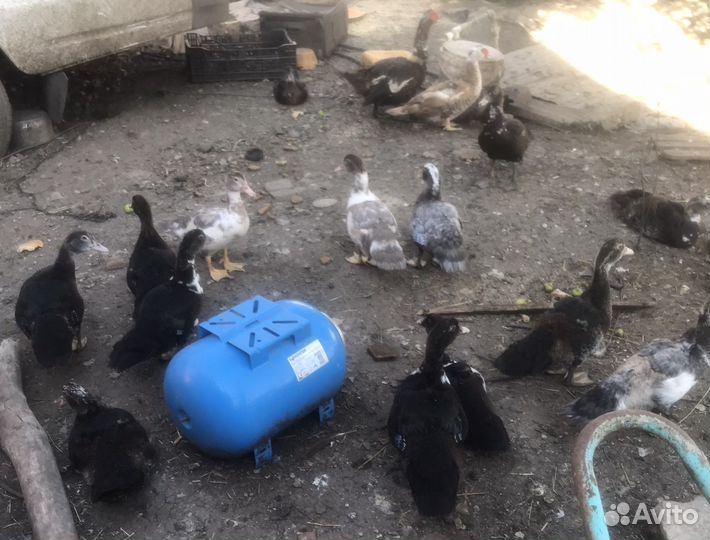 Индоутки тяжелой линии