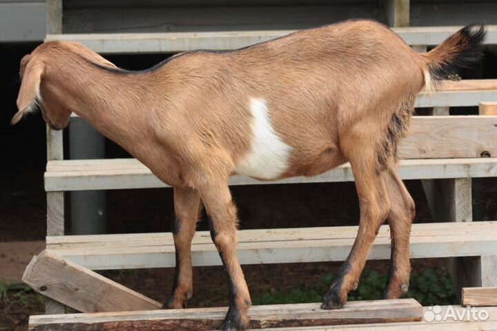 Коза альпо-нубийская