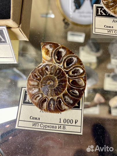 Спилы аммонитов