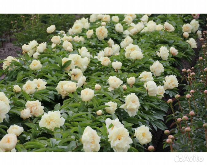 Пион гибридный Sunny Girl