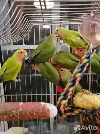 Милые неразлучники