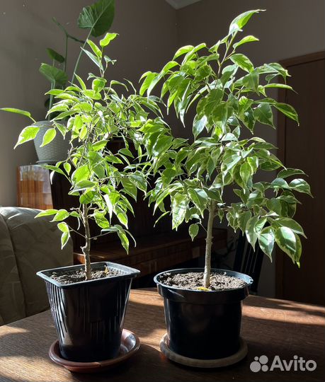 Фикус бенджамина Кинки