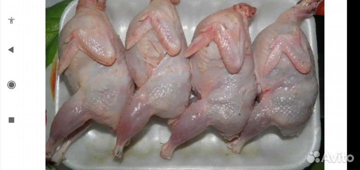 Перепела инкубационное яйцо, японский перепел