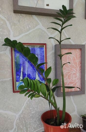 Замиокулькас, Аспидистра, Хойя, Строманта, Джемени