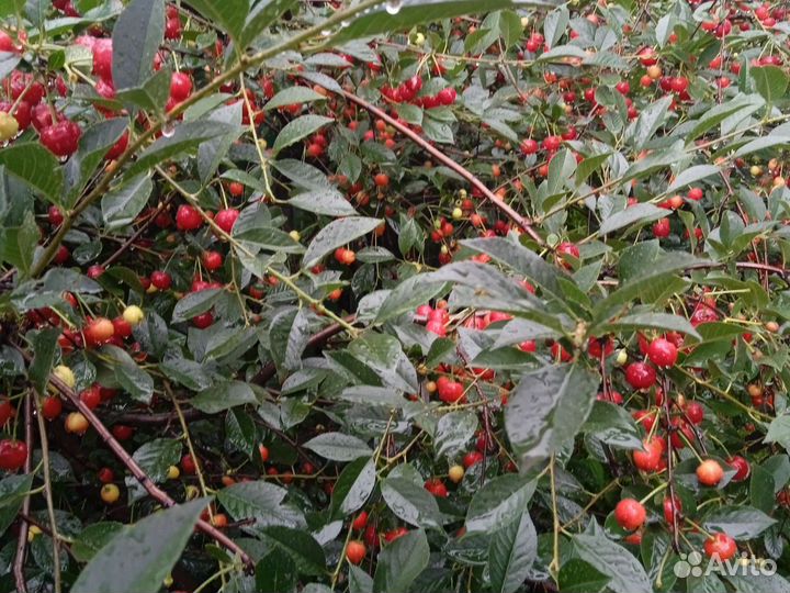 Вишня свежая