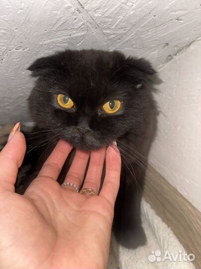 Британские котята